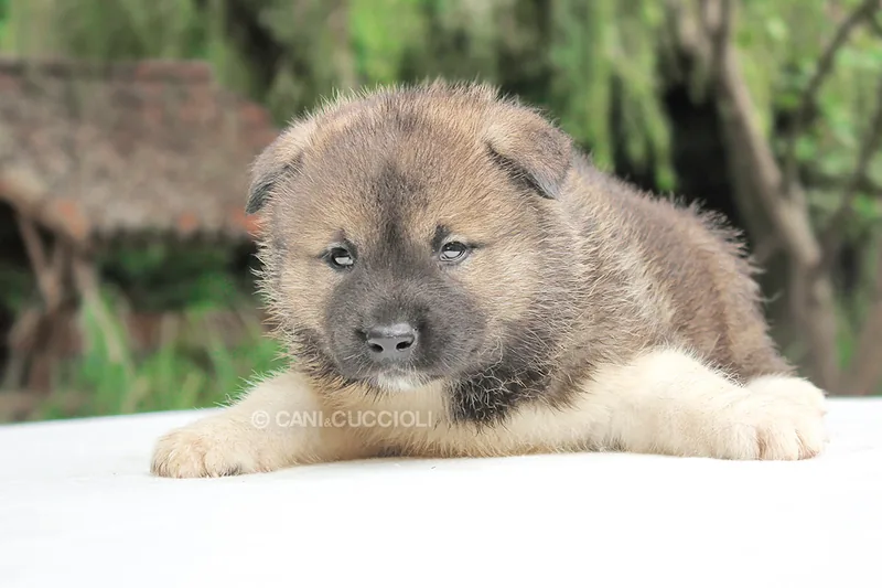 Spock, Akita, fotografato su un telo bianco