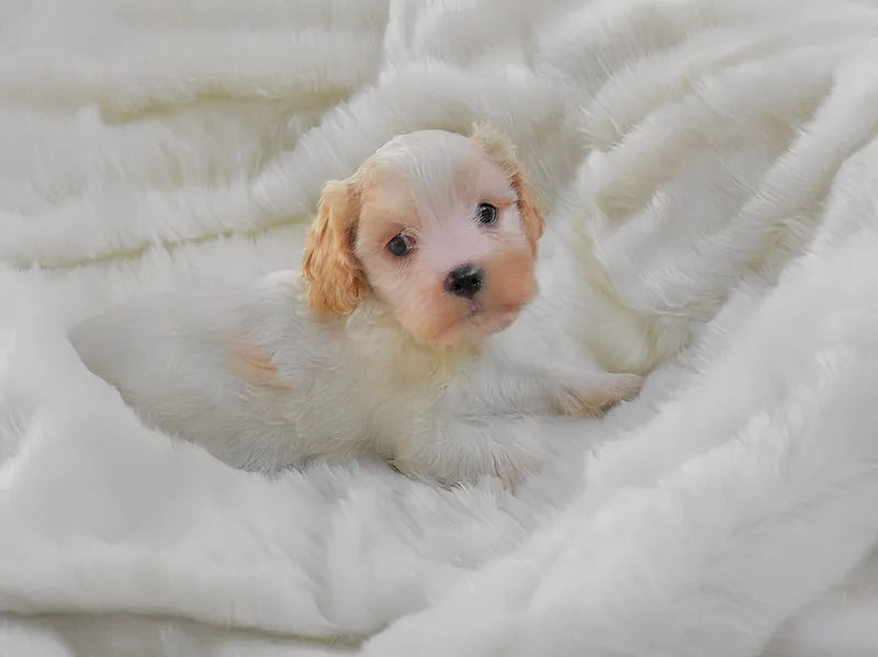 Stan, cucciolo di Cavapoo, in posa