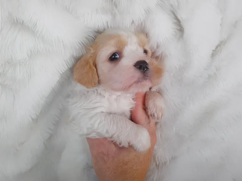 Stan, cucciolo di Cavapoo, in posa