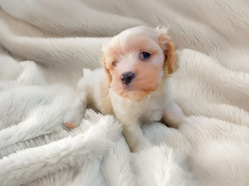 Stan, cucciolo di Cavapoo, in posa