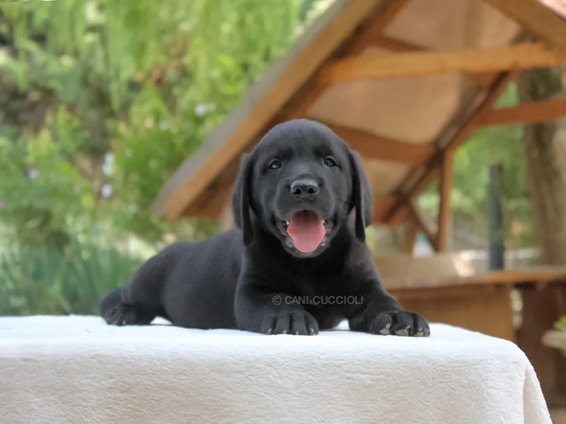 Tango, cucciolo di Labrador in una foto dedicata alla vita da cucciolo