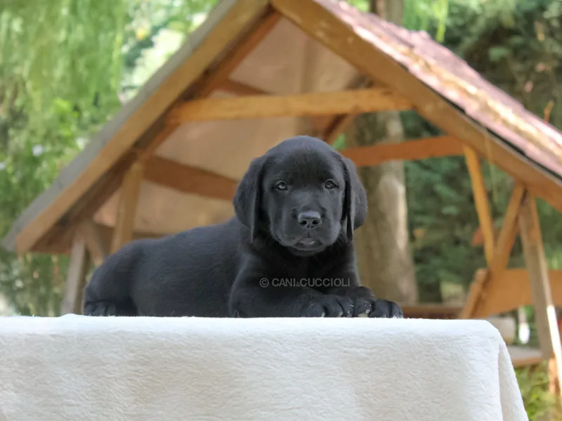 Tango, cucciolo di Labrador, fotografato durante i primi mesi
