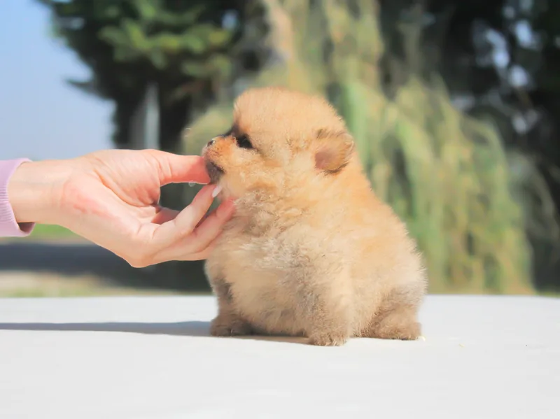 Tessy, cucciolo di Pomerania, in posa