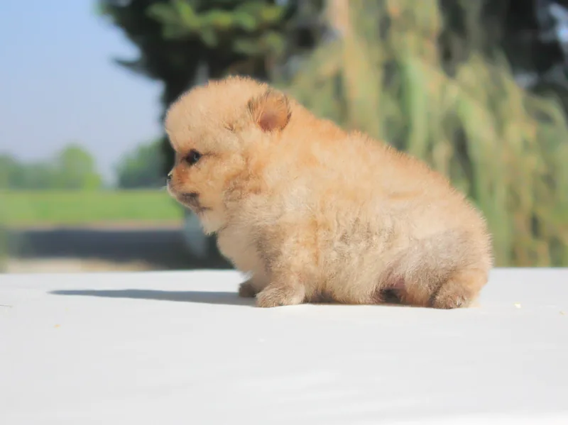 Tessy, cucciolo di Pomerania, in posa