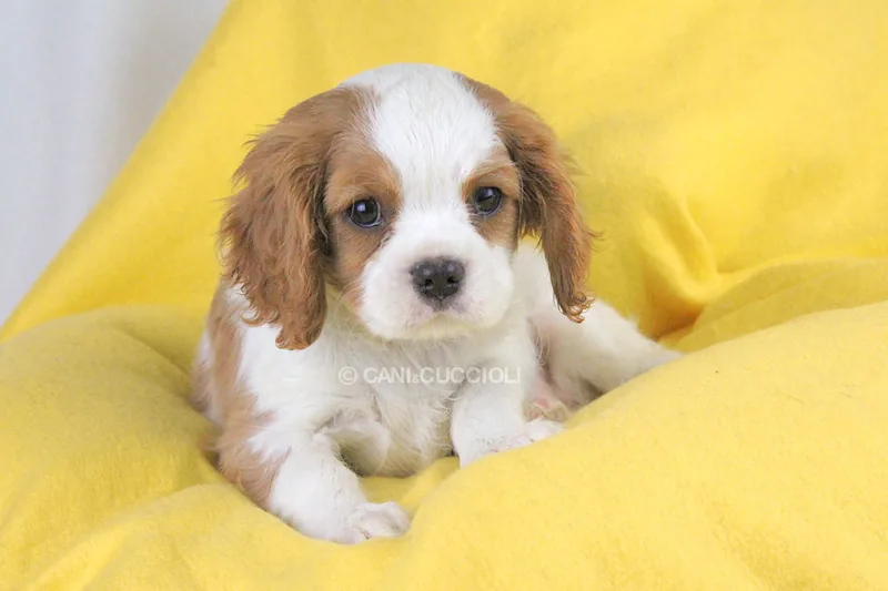 Trilli, cucciolo di Cavalier King, in posa