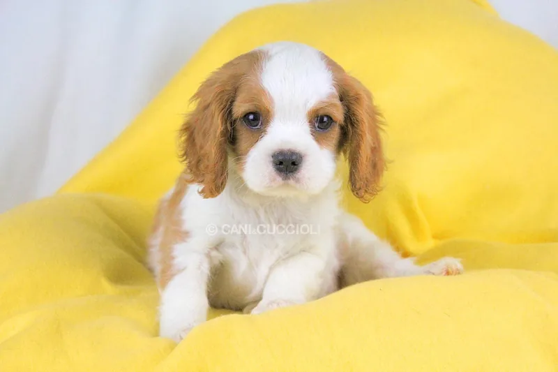 Trilli, cucciolo di Cavalier King, in posa