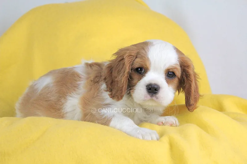 Trilli, cucciolo di Cavalier King, in posa