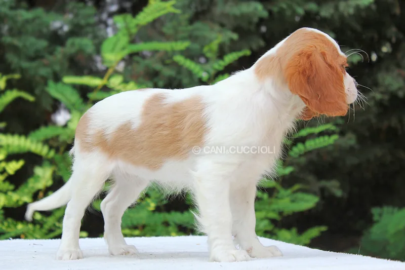 Vienna, cucciolo di Cavalier King, in posa