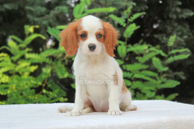 Vienna, cucciolo di Cavalier King, in posa