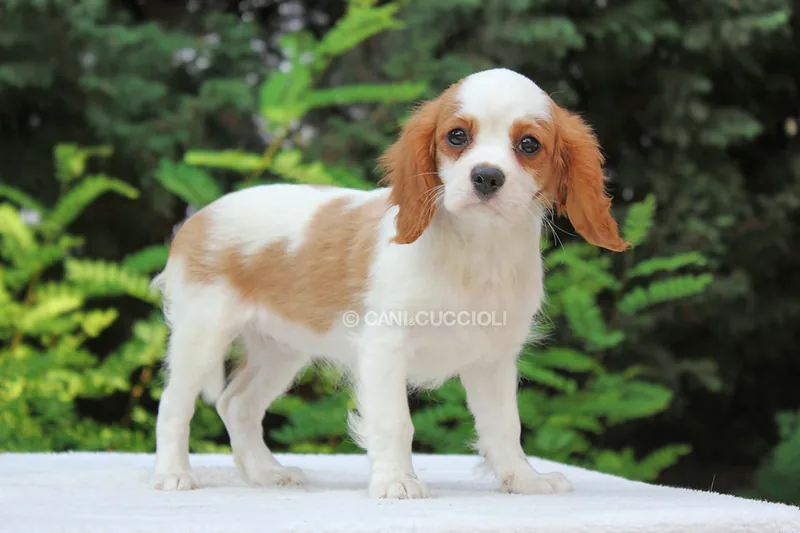 Vienna, cucciolo di Cavalier King, in posa