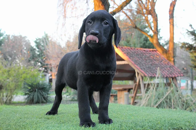 Vigo, cucciolo di Labrador, in posa