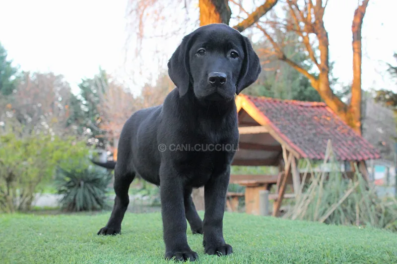 Vigo, cucciolo di Labrador, in posa