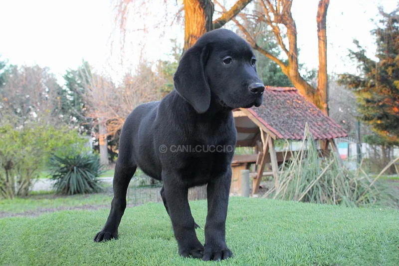 Vigo, cucciolo di Labrador, in posa