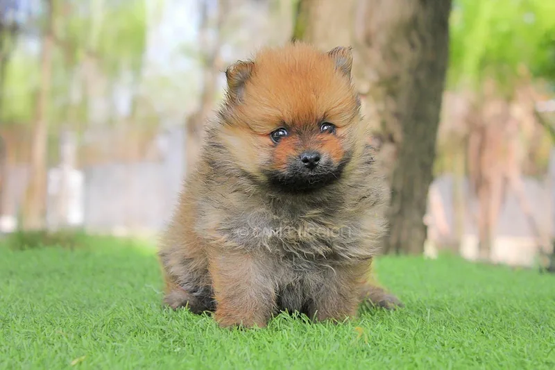 Whitney, cucciolo di Pomerania, in posa