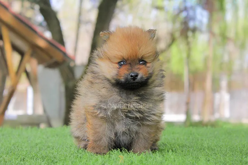 Whitney, cucciolo di Pomerania, in posa