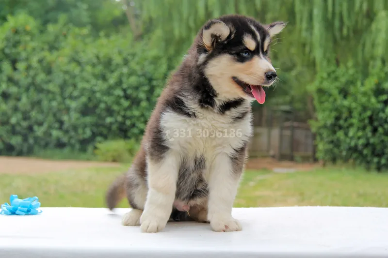 Willer, cucciolo di Husky, in posa