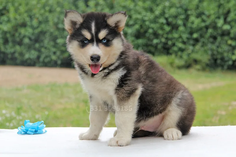 Willer, cucciolo di Husky, in posa