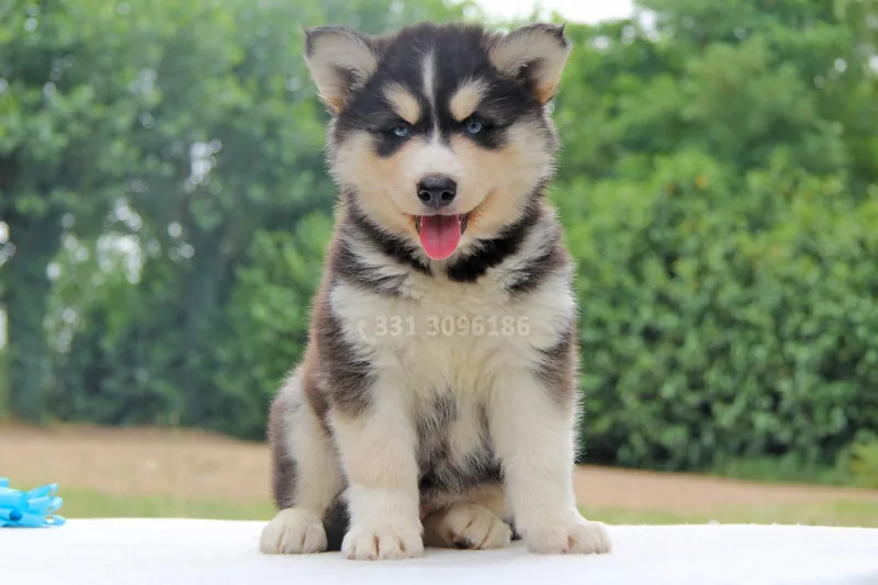 Willer, cucciolo di Husky, in posa