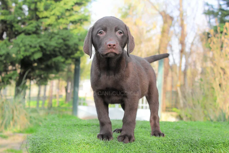 Willow, cucciola di Labrador, fotografata durante i primi mesi