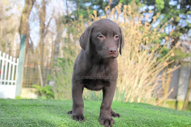 Willow, cucciola di Labrador in una foto dedicata alla vita da cucciolo