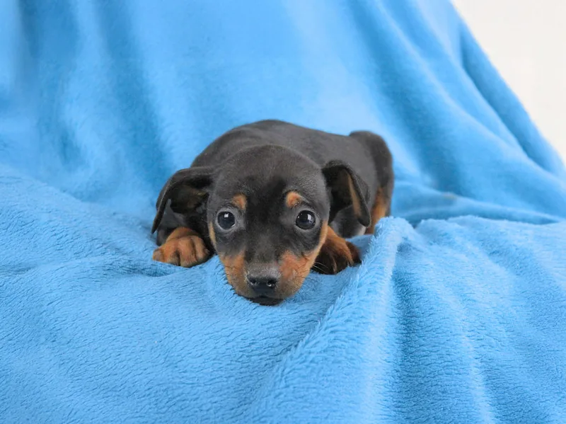 Winck, cucciolo di Pinscher, in posa