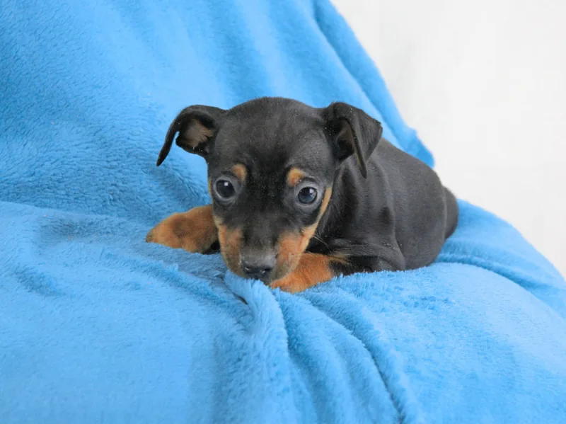 Winck, cucciolo di Pinscher, in posa