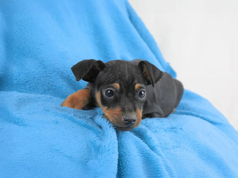 Winck, cucciolo di Pinscher, in posa