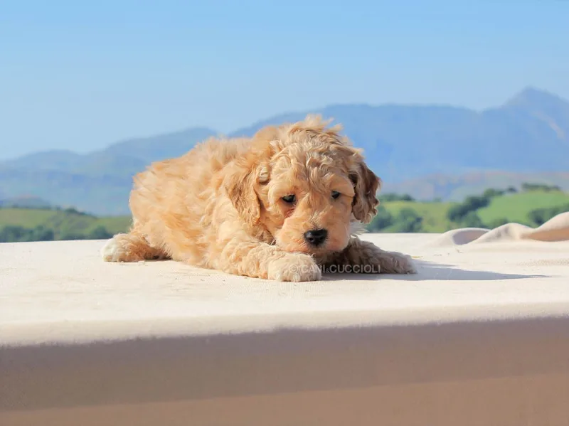 Woody, cucciolo di Cavapoo, in posa