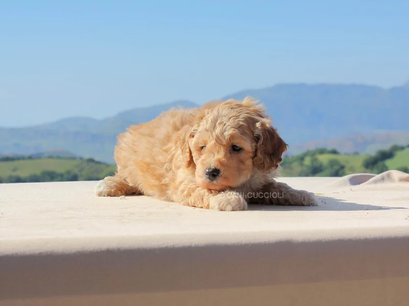 Woody, cucciolo di Cavapoo, in posa