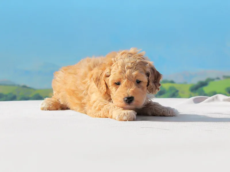 Woody, cucciolo di Cavapoo, in posa