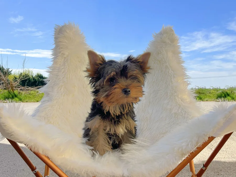 Yoshi, cucciolo di Yorkshire, in un momento tranquillo all’aperto