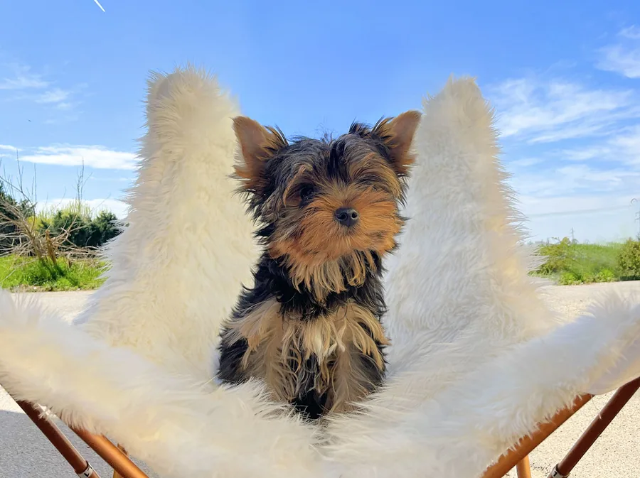 Yoshi, cucciolo di Yorkshire, fotografato all’aperto sotto il cielo azzurro