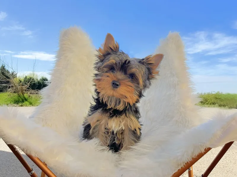 Yoshi, cucciolo di Yorkshire, seduto su una poltrona bianca all’aperto