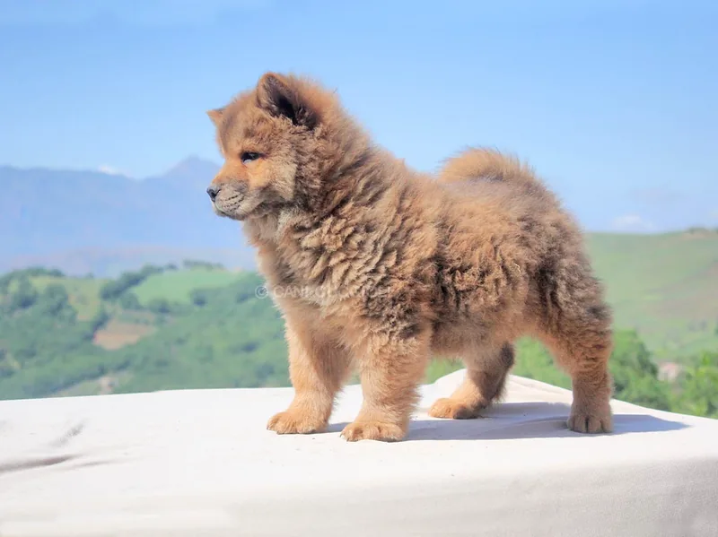 Yuri, cucciolo di Chow Chow, in posa