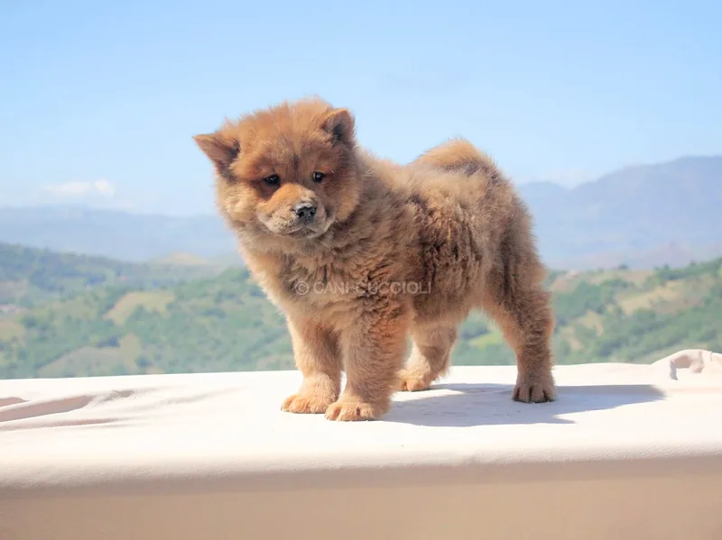 Yuri, cucciolo di Chow Chow, in posa