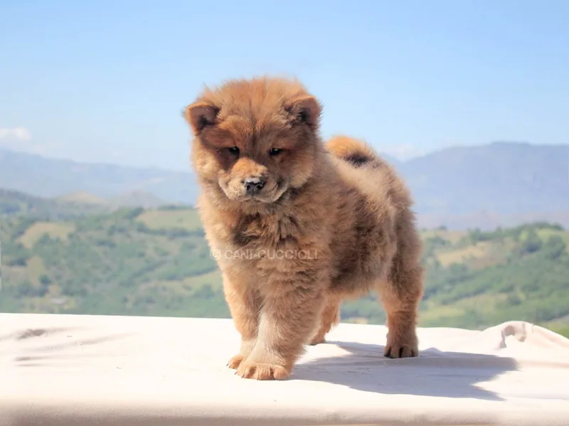 Yuri, cucciolo di Chow Chow, in posa