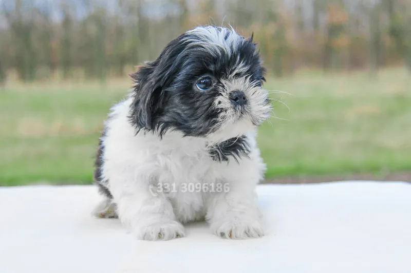 Ziko, cucciolo di Shih Tzu in una foto dedicata alla vita da cucciolo
