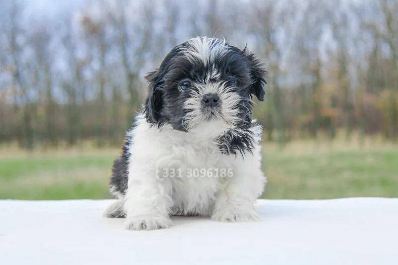 Ziko, cucciolo di Shih Tzu, fotografato durante i primi mesi