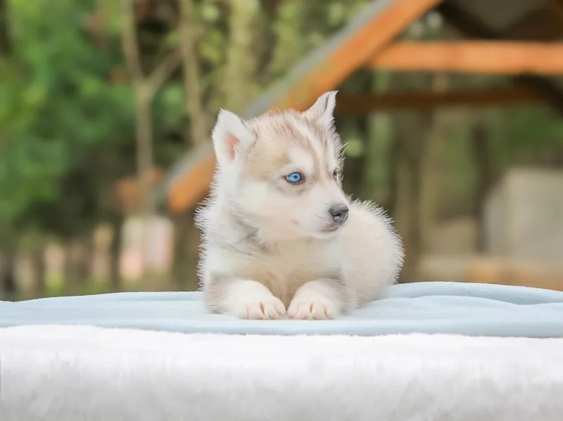 Zoltan, Husky, mentre guarda di lato