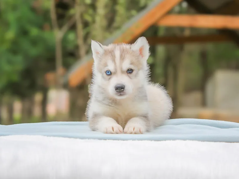 Zoltan, Husky, fotografato frontalmente