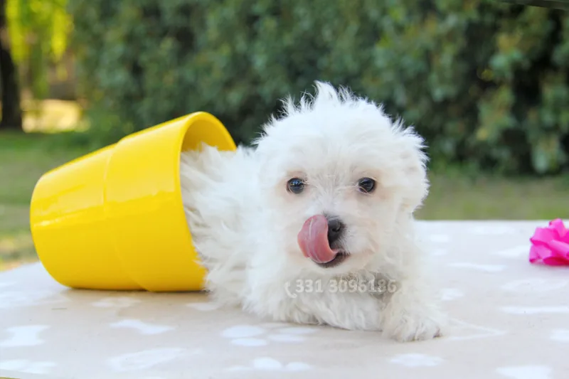 Zucchero, cucciolo di Maltese, in posa