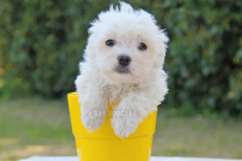 Zucchero, cucciolo di Maltese, in posa