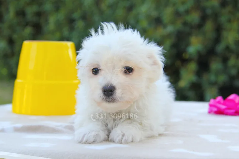 Zucchero, cucciolo di Maltese, in posa