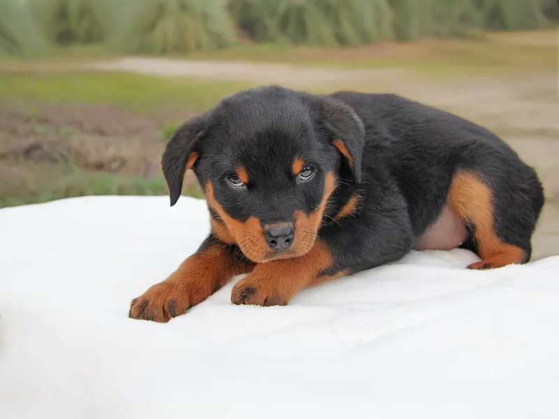Zuma, cucciolo di Rottweiler, in posa