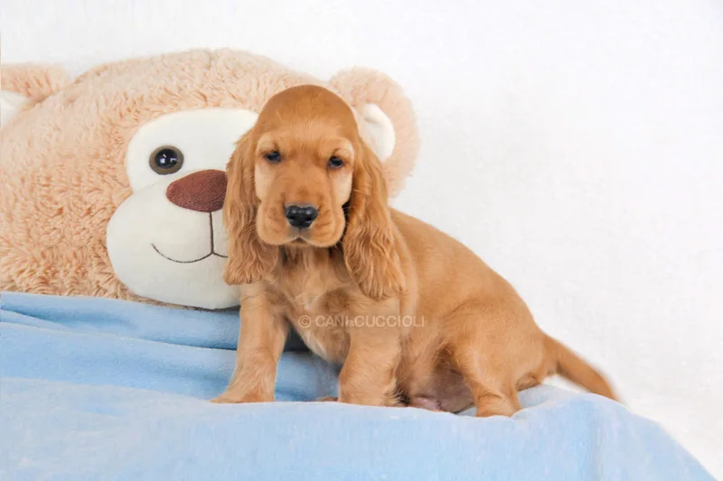 Archimede, cucciolo di Cocker, seduto su un telo azzurro con un grande orso di peluche dietro