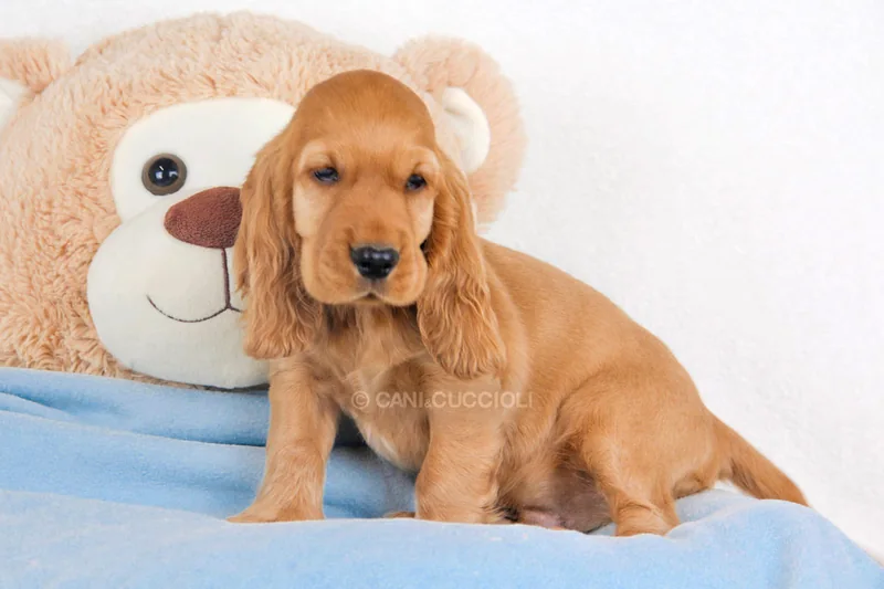 Archimede, cucciolo di Cocker, fotografato di tre quarti davanti a un peluche