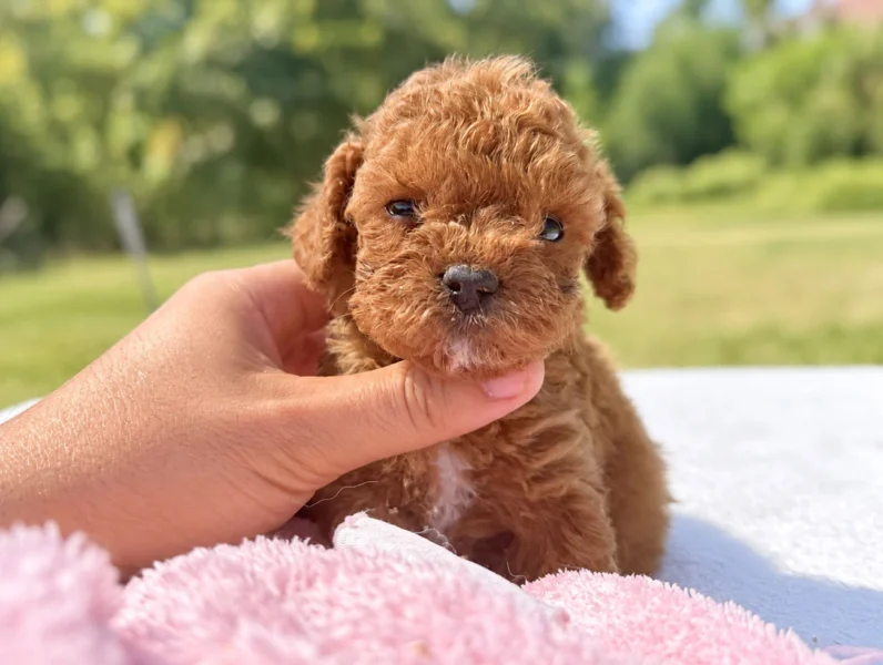 Cuccioli di Barboncino