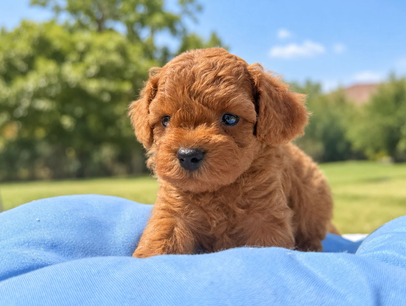 Cuccioli di Barboncino