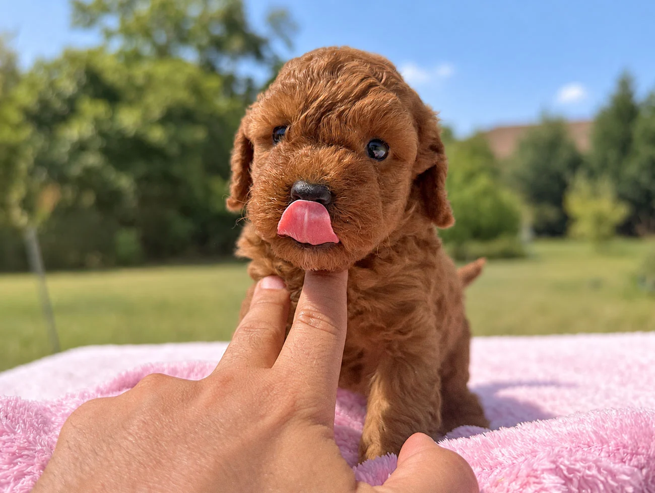 Cuccioli di Barboncino