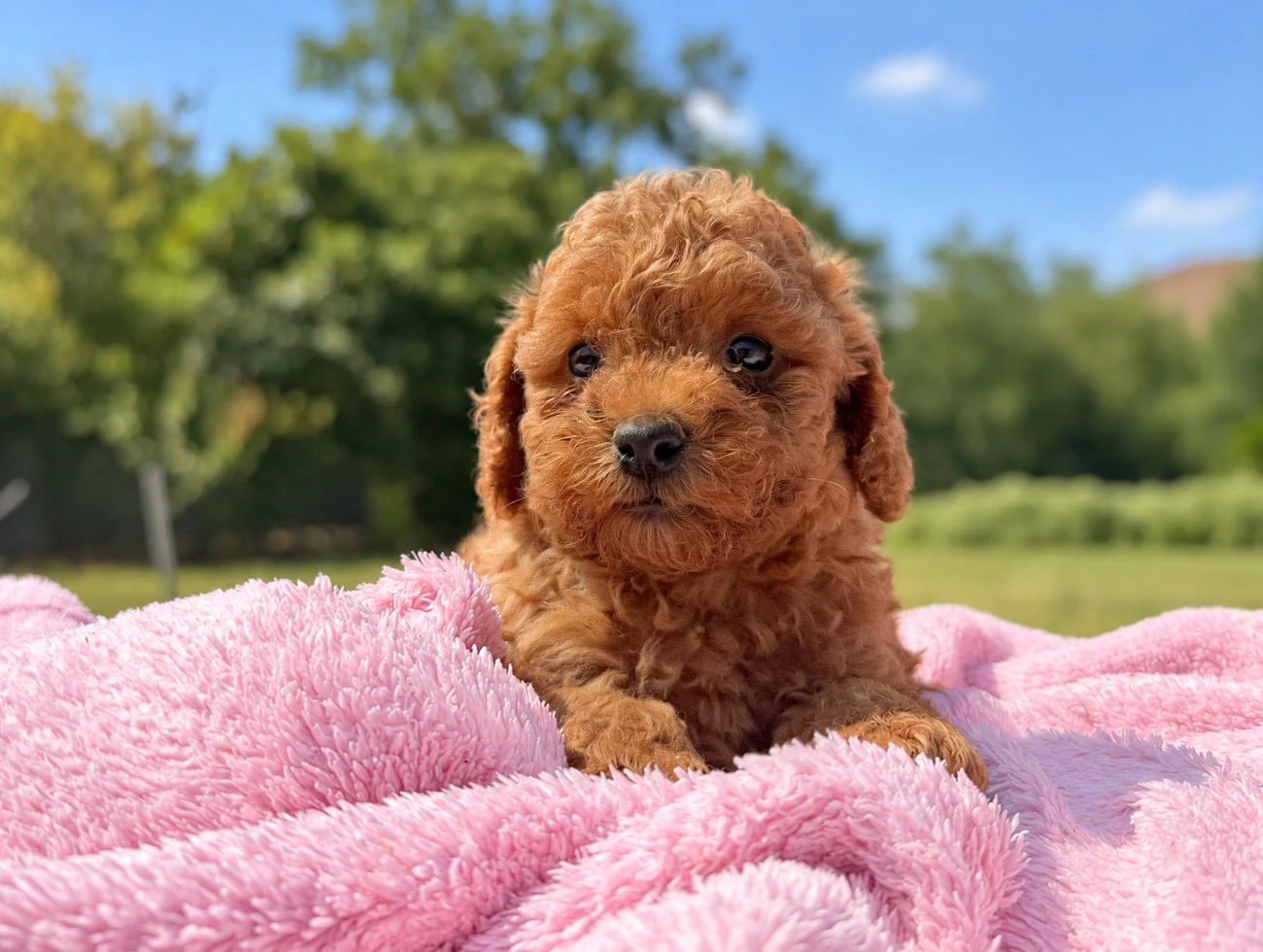 Cuccioli di Barboncino